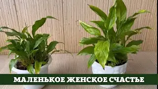 Женское Счастье (Спатифиллум) Карликовые Сорта