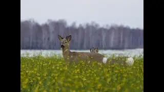 Косули