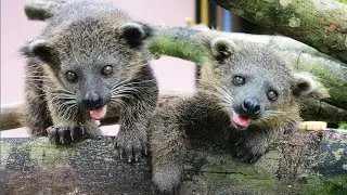 Кот медведь)