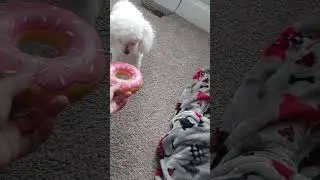 Don't Taste Like a Donut 🍩 Auntie Can't Fool Me!😆
