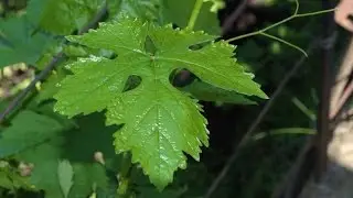 Determination of grape varieties on the sheet
