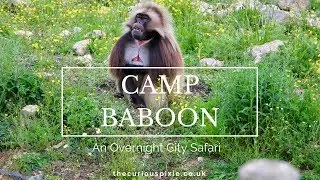 Camp Baboon - An Overnight City Safari