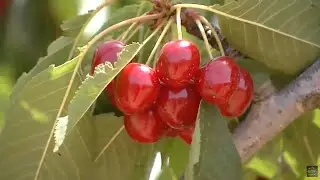 Cerezas de Torre Cardela, Granada