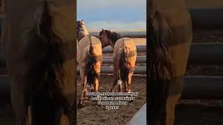 Мұғалжар. #мұғалжар #youtubeshorts #horse #айғыр #reels #animals #rek #ферма