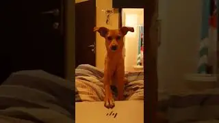 Dog Appears Behind Screen and Shuts Laptop While Owner Works on it