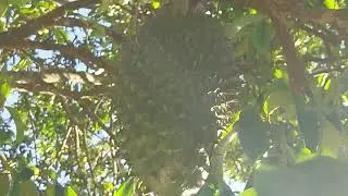 Wednesday afternoon at the farm, beautiful cattle, wild bull, beautiful fruits, soursop. Like and...