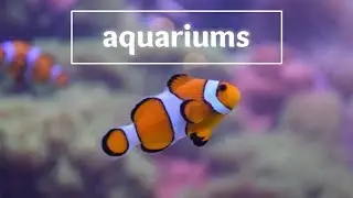Aquariums | Lost and Found: HappyTravels in Japan