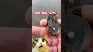 What Is This?