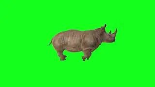 Greenscreen Rhino running loopable animation free footage