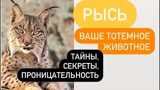 РЫСЬ- ваше тотемное животное# тайны, умение видеть скрытое и незримое#
