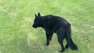 Toy Poodle getting the ZOOMIES with German Shepherds! A Must Watch!!!