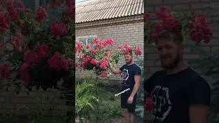 Необычайно раскидистая Штамбовая Роза! 