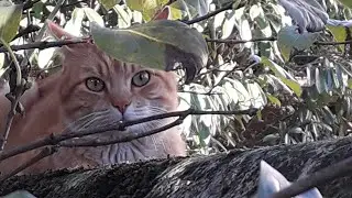 Rivalité Féline 🐱🐈