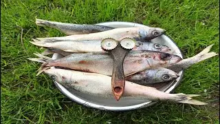 DIY Fish Scaler, an Awesome Hack for Anglers!!!