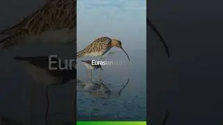 How do we help conserve migratory birds which traverse the Kingdom’s skies? 