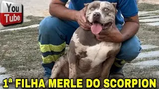 🎨 CONHEÇA A 1ª FILHA MERLE DO SCORPION!