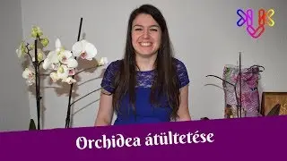 Orchidea átültetése | Phalaenopsis orchidea gondozása otthon