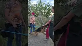 Working on a powerful grip in a German Shepherd. #DAYBERGODESSA Training service dogs. Odessa.