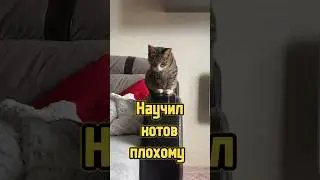 Научил котов плохому 😼 