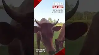 Cows in Theodore 