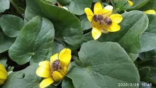 Куда исчезают пчелы весной?☹️