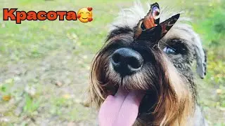 цвергшнауцер и бабочка