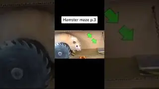 HAMSTER MAZE PART 2 #SHORTS