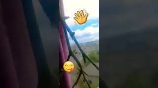 ♥️656♥️ИТАЛЬЯНСКИЙ МЕТОД...                  Конец Минибеллу!😅 (дозревание томатов)💕🍅🍅🍅👋👍😋💥🌿🌿🌿