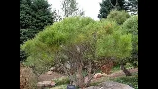 #Сосна6 #Pinus6 #Хвойные растения37 #Conifers37 Декоративные растения