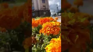 Город Цветы
