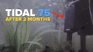 2 Months Update Seachem Tidal 75 | Pimp My Filter | Tidal 35 55 75 110 HOB