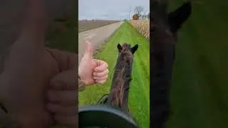 Friday Horse Walks like Clown Runs like Wind 🐴