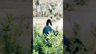 Wapis aa ga #karanaujla #rottwiler #dogshorts #shortindia #shortsdog #shorts #yiutubeshort #ytshorts