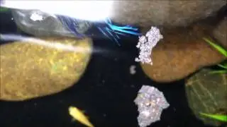 My betta. His name is Lipstick