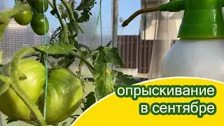Суперщитом по томатам / Новый сорняк на грядках