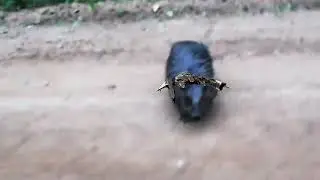 kurwa bober
