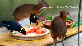 Java mouse deer and Blue-crowned hanging parrot