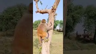 Amazing Animals 😳 😱 #animals #shortsvideo #shortsfeed #shortsviral #viral