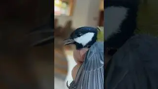 Синичка залетела в дом. К деньгам