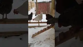 the krusty crew is not having it with this snow | backyard chickens