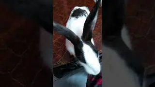 cute Rabbit happy and food playing
