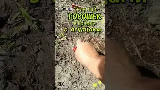 Как посеять зеленый ГОРОШЕК  в грядку с ОГУРЦАМИ. Надо успеть до Троицы 🍀3 июня 🍀