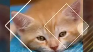 Котики вперёд