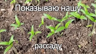 Показываю нашу рассаду. В чëм замачивал семена и чем поливаю