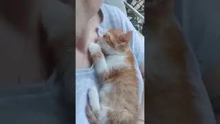 Rafadan 💛 #youtube #tiktok #subscribe #newvideo #reels #funny #cute #cat #video #shorts #short