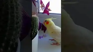 Что делать с цветами если обиделась 😂 #корелла