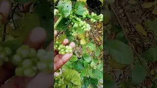Pui Saag #shorts #shortvideo #viral