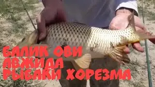 тупракала, шагайишши, аму дарë натижалари зор булди