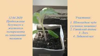 экстремальное закаливание