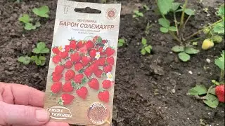 Высадка рассады замечательной клубники из семян в грунт